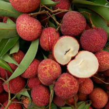 靈山荔枝苗批發(fā) A4無核荔枝苗 低價荔枝苗 產(chǎn)地貨源