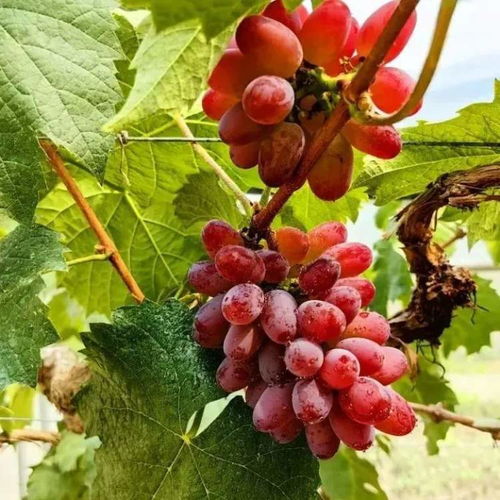 荔枝 白菜價 本地馬陸葡萄 藍莓 櫻桃都已上市,東魁楊梅也到貨,大口吃水果的季節(jié)到了