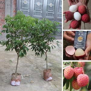 果樹南方無核桂味荔枝樹樹苗妃子笑白蠟荔枝王苗當年結(jié)果地栽盆栽