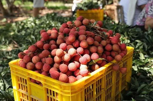 各位 公主 殿下 ,讓太平 藤縣的美食特產(chǎn)陪您一起溫暖過冬吧