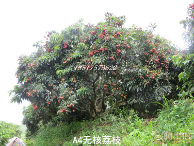 【供應(yīng)A4無(wú)核荔枝苗無(wú)核率高達(dá)98%以上果樹苗】靈山縣武利鎮(zhèn)果豐果苗場(chǎng) - 產(chǎn)品庫(kù)