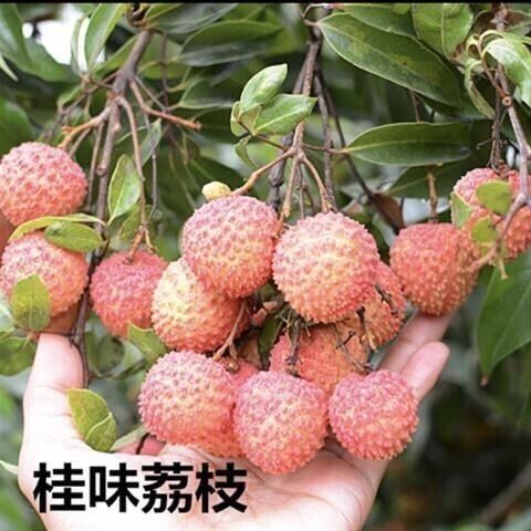 種植樹苗_荔枝苗果樹苗 桂味糯米糍妃子笑無(wú)核荔枝 - 阿.