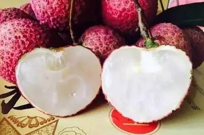 快來(lái)與博羅的荔枝來(lái)個(gè)&ldquo;鮮&rdquo;的約會(huì)吧!內(nèi)有柏塘荔枝采摘園哦