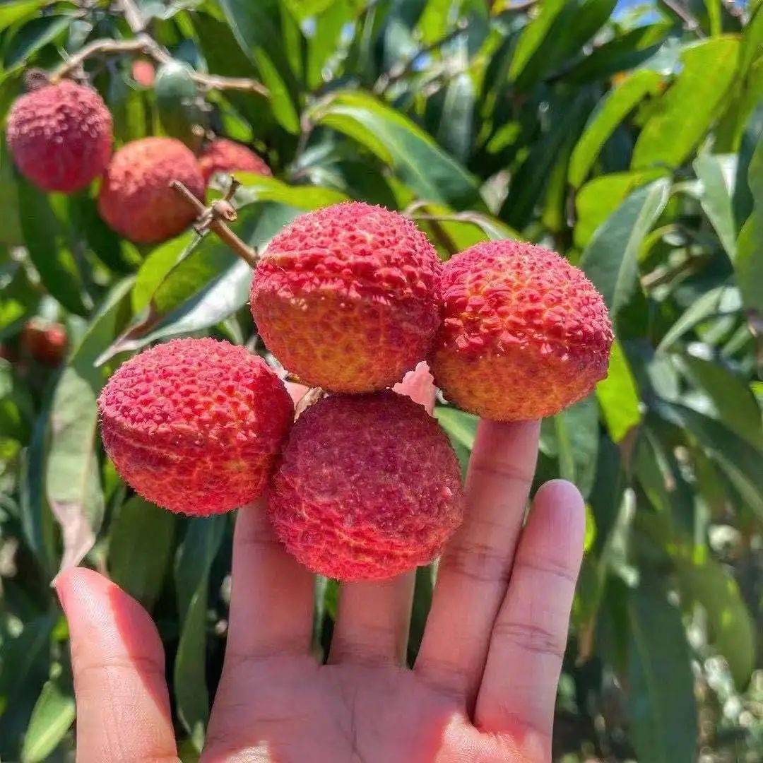正值賞味期!皮薄肉厚,飽滿q彈的海南無(wú)核荔枝,每一顆都有.