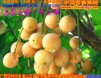 廣西農(nóng)產(chǎn)品貿(mào)易網(wǎng) - 【供應(yīng)】黑珍珠蓮霧、無(wú)核荔枝、無(wú)花果、香水檸檬苗供應(yīng)