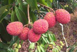 海南無(wú)核荔枝 咬下去,滿口都是肉