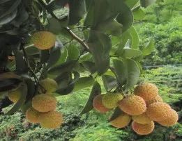 無核荔 雞嘴荔 草莓荔 桂味 麒麟荔 秀石荔 立秋荔 40余種早中晚熟荔枝品種陸續上市