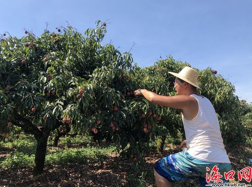 無核荔枝喜迎豐收 海口三門坡 荔枝家族 添新成員?？谖拿骶W