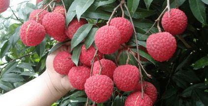 企石人帶上手繪地圖，實(shí)現(xiàn)無核荔枝自由