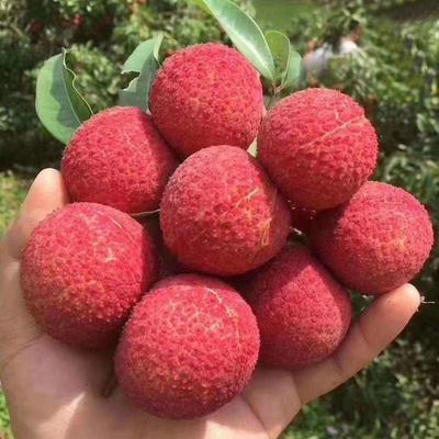 澄邁無核荔枝批發 海南海口秀英區優質無核荔枝解析