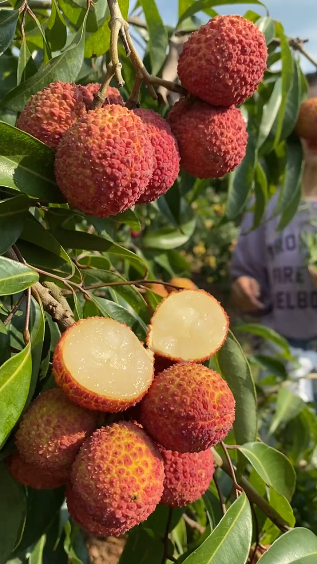 無核荔枝 皮薄肉厚，香甜可口的果中佳品